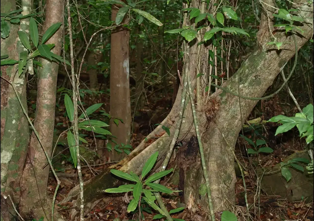 Sous-bois de la forêt du mont Choungui à Mayotte