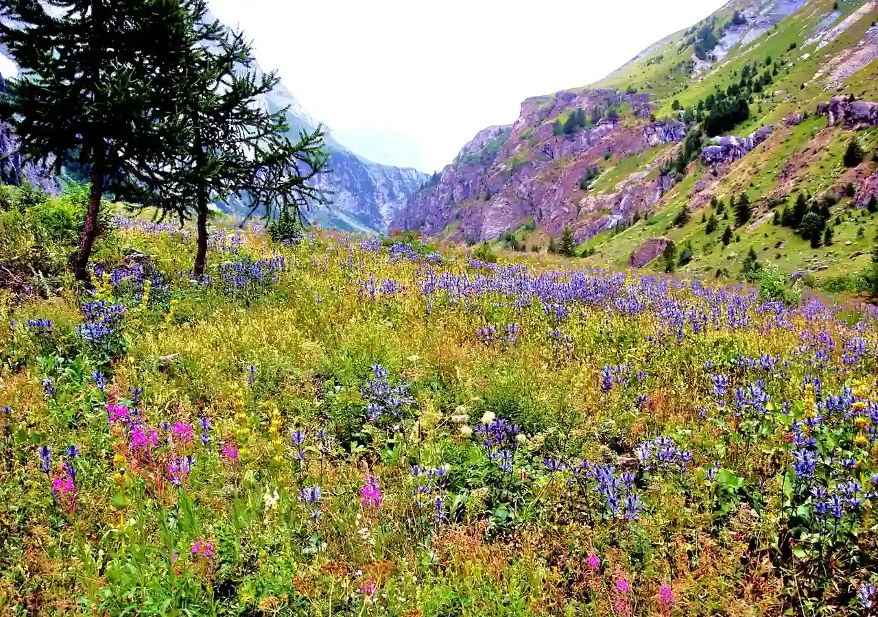 Le vallon du Fournel, dans le parc national des Écrins, en juillet 2009